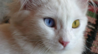 Kedi Cinsleri (Kolay)