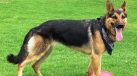 Zeki Köpek Cinsleri