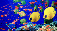 Marine Animals Quiz