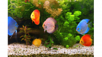 Names of The Fishes