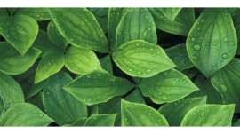 Plants and Plant Products