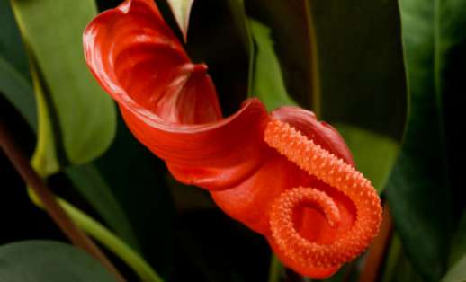 Is It poisonous or not?